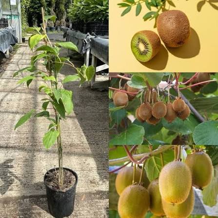 Grafted Kiwi Plant — Exotic Fruits sapling available at Agro Nursery Garden